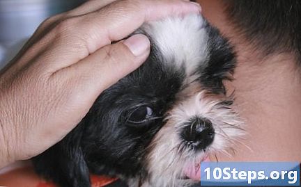 Bir köpek yavrusu alırken homurdanmayı durdurmak için nasıl öğretilir - Nasıl