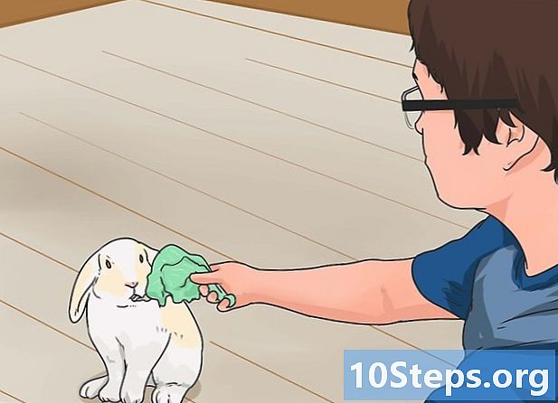 Cum să înveți un iepure să vină când îl numim