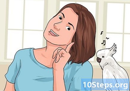 Hvordan lære en fugl å snakke