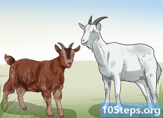 Com començar una explotació de cabres - Com