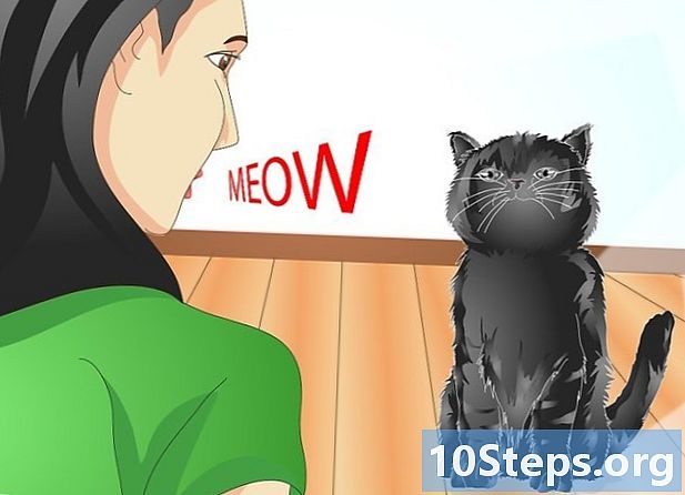 Jak komunikovat s kočkou