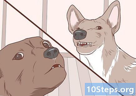 Cum să comunici cu un câine