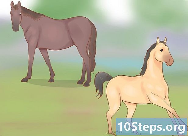 Hur man förstår kommunikationen med en häst