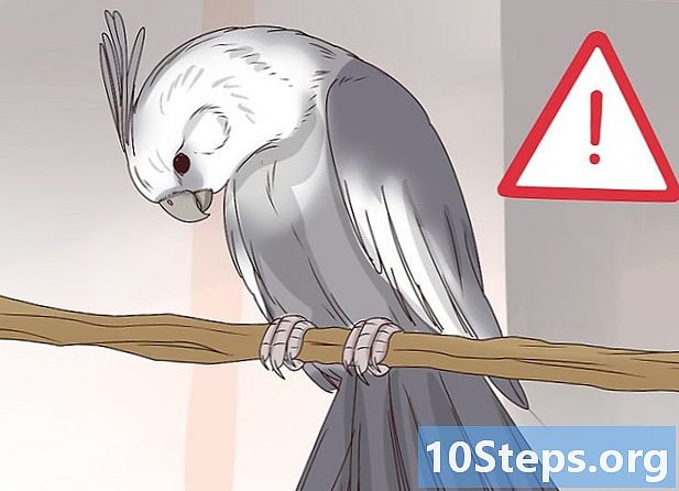 Làm thế nào để hiểu hành vi của một con vẹt