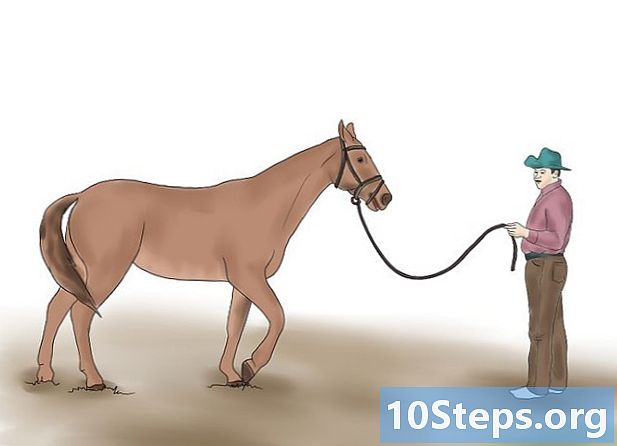 Hoe uw paard te conditioneren