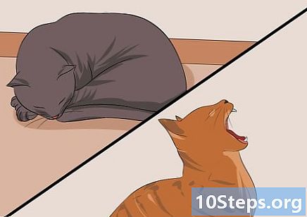 איך לדעת את גיל החתול שלך