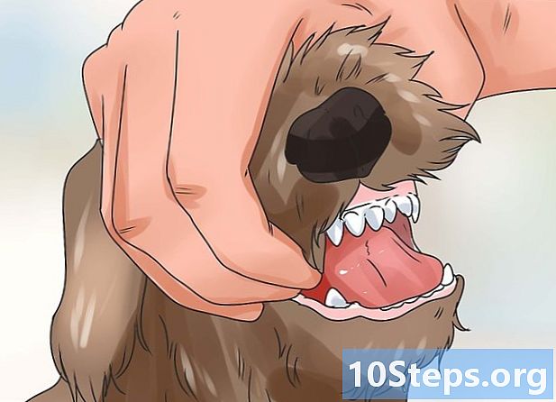 دانتوں کا معائنہ کرکے کتے کی عمر کا پتہ کیسے چلتا ہے