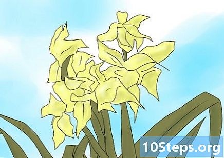 Como manter os bulbos de narciso após a floração - Como