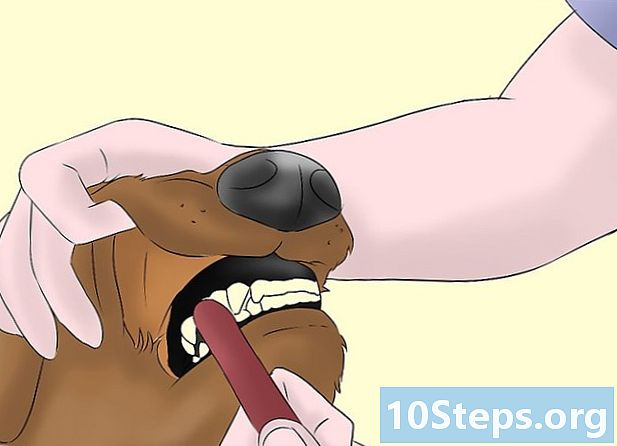 Hogyan lehet megőrizni az egészséges kutya fogait?