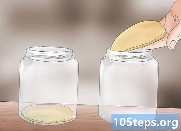 Como manter uma cepa de kombucha