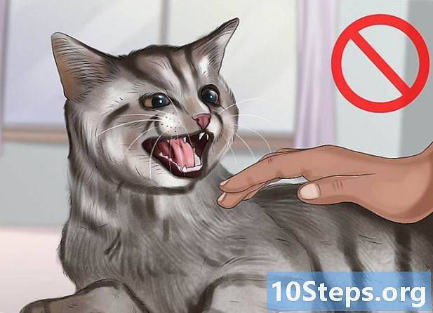 Hogyan lehet ellenőrizni az agresszív macskát? - Hogyan Kell