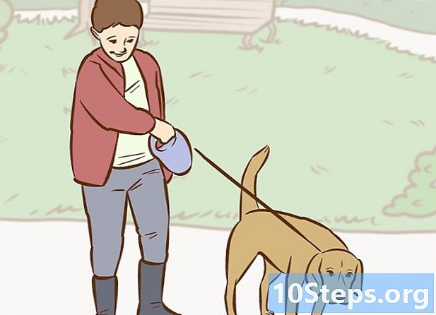 Como convencer seus pais a ter um cachorro