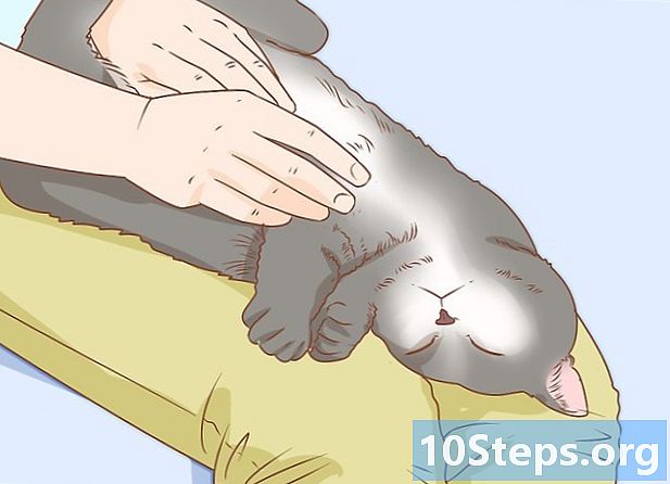 بلی کے پنجے کاٹنے کا طریقہ