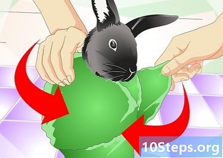 خرگوش کے پنجے کاٹنے کا طریقہ