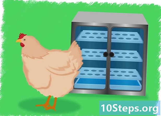 Hoe kippeneieren uit te broeden