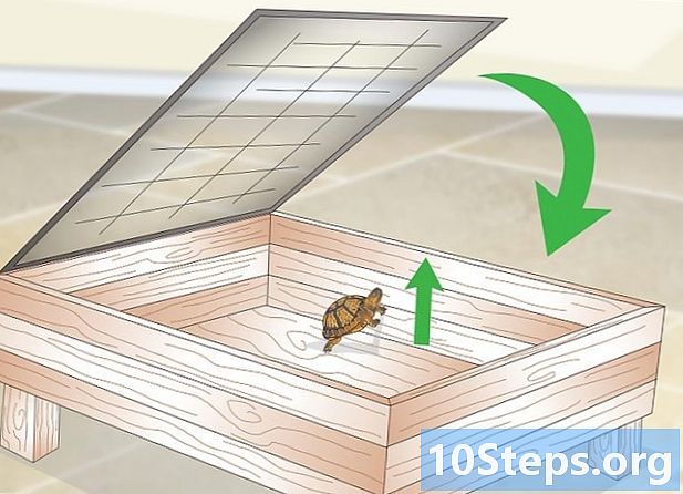 Hur man skapar en inomhusmiljö för sköldpaddor - Hur