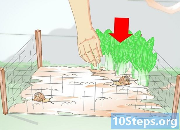 Πώς να δημιουργήσετε ένα εκτρεφόμενο σαλιγκάρι