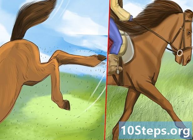 Sådan opretter du et bånd med en hest ved hjælp af naturlig ligning