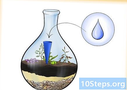 Ako vytvoriť rastlinné terárium (fľašková záhrada) - Ako