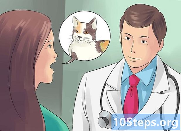 Как да кръстосвате котки