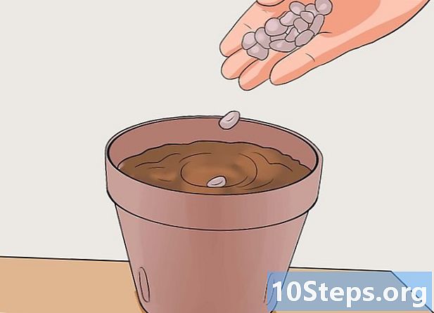 Cara menanam kacang
