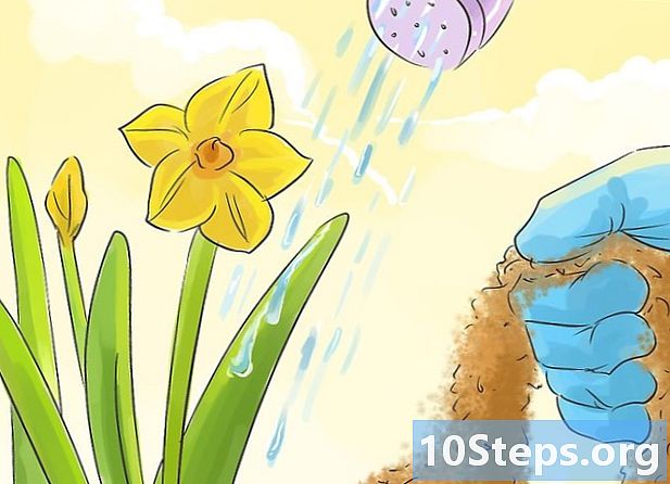 Bagaimana cara mengembangkan daffodils