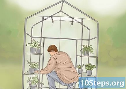 Jak uprawiać warzywa w szklarni
