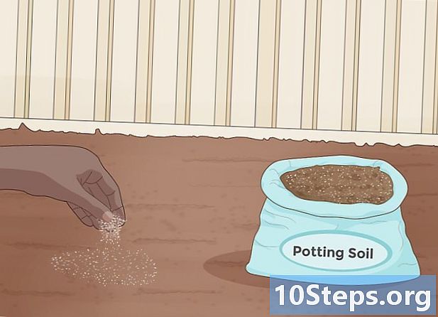 Como cultivar cebolas