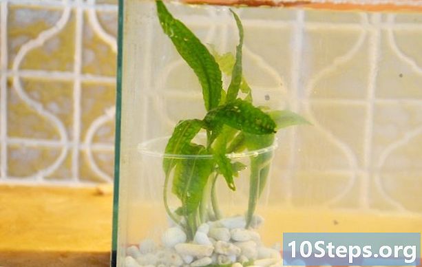 Hur man odlar sötvattenväxter i akvariet