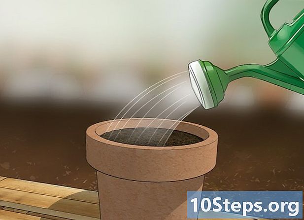 Wie man Tulpen in Töpfen züchtet - Wie Man