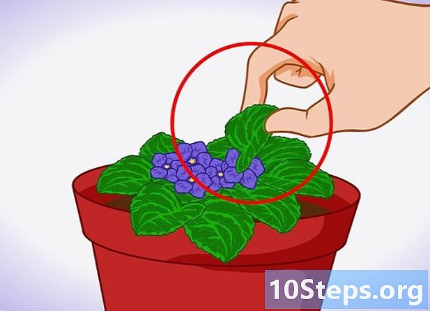 Como cultivar violetas africanas em ambientes fechados