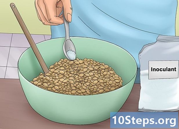 Bagaimana cara menanam kacang-kacangan Sepanyol