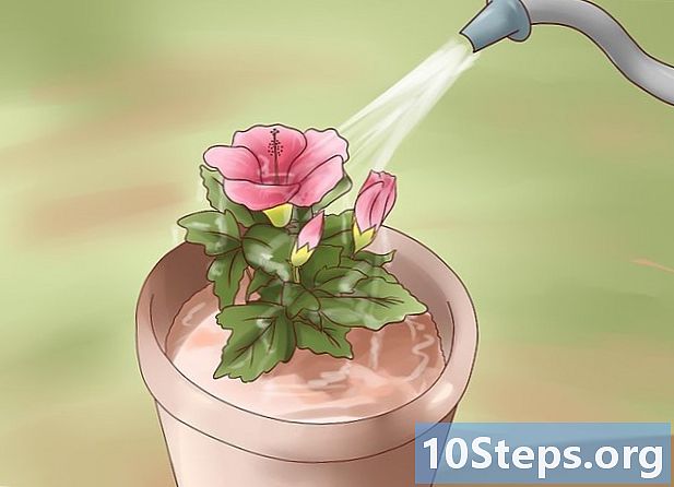 Hvordan dyrke en hibiskus utendørs - Hvordan