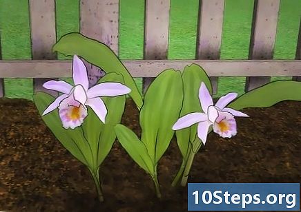 Com créixer les orquídies a l’aire lliure