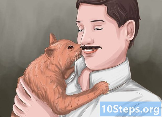 Hvordan bli venner med en katt