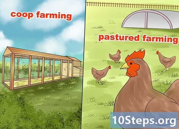 Hoe een kippenboerderij te starten