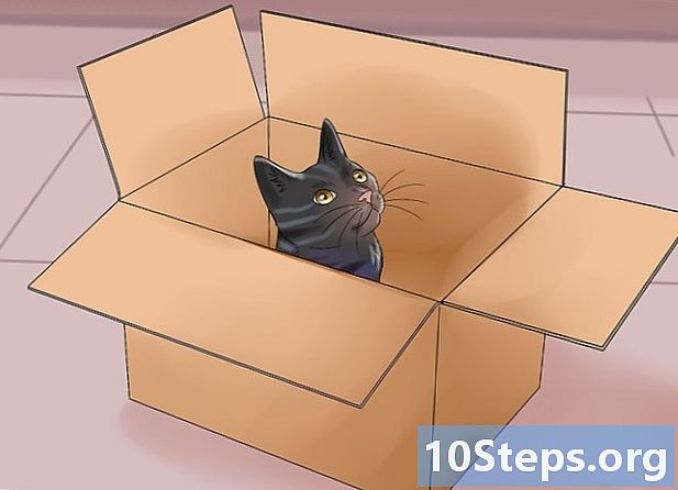Com moure's amb un gat