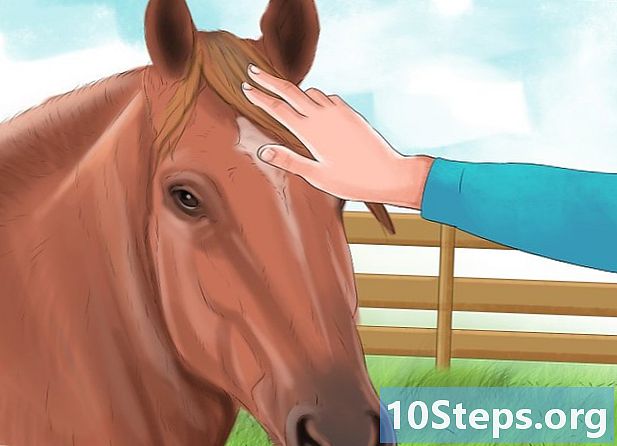 Cara menunjukkan cinta Anda kepada kuda Anda