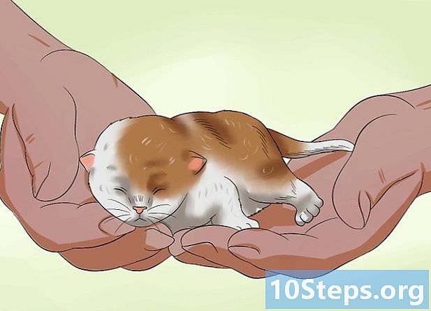 Jak przenosić nowo narodzone kocięta
