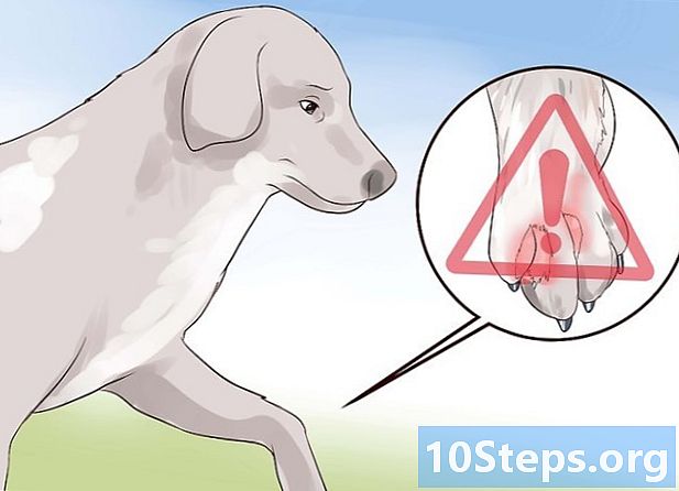 Cách phát hiện giun đũa ở chó