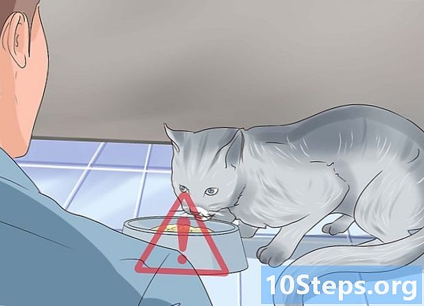 Cara mendeteksi cacing pada kucing