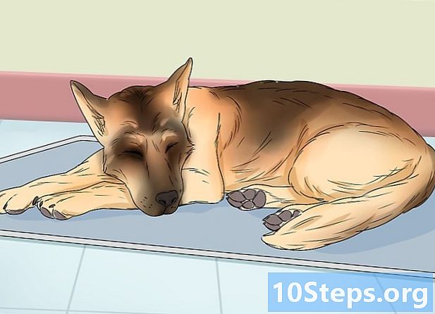 Како открити да ли је ваш пас трудан