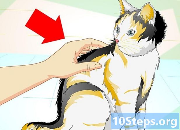 Como relaxar um gato com uma massagem