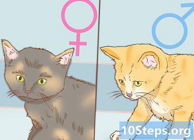 Jak zjistit pohlaví kočky - Jak
