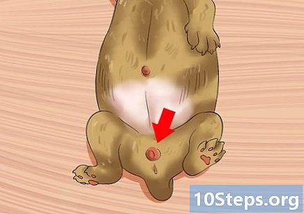 Hoe het geslacht van een puppy te bepalen