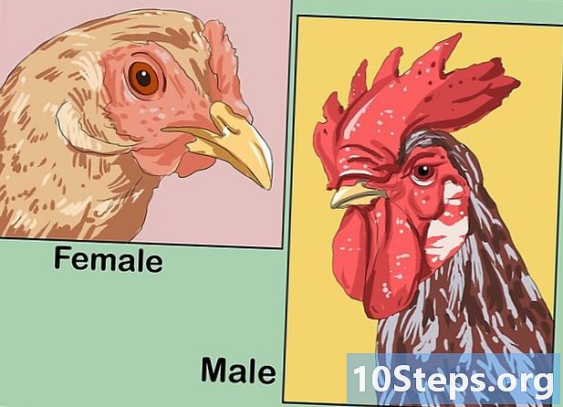 วิธีการตรวจสอบเพศของไก่