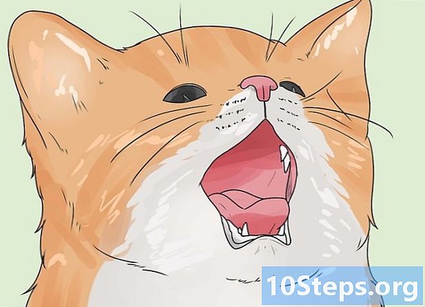 Jak ustalić wiek kociaka