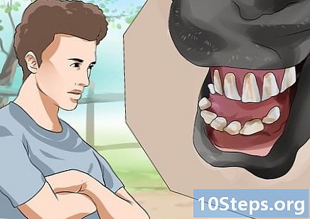 Kaip nustatyti arklio amžių žiūrint į jo dantis