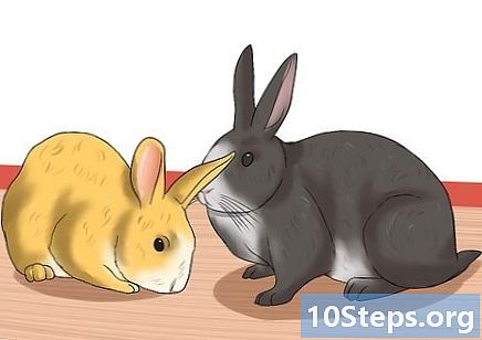 Jak ustalić wiek królika