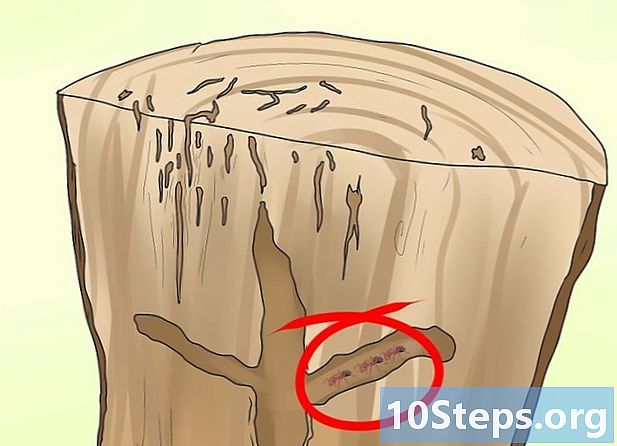 Cara menghancurkan semut tukang kayu